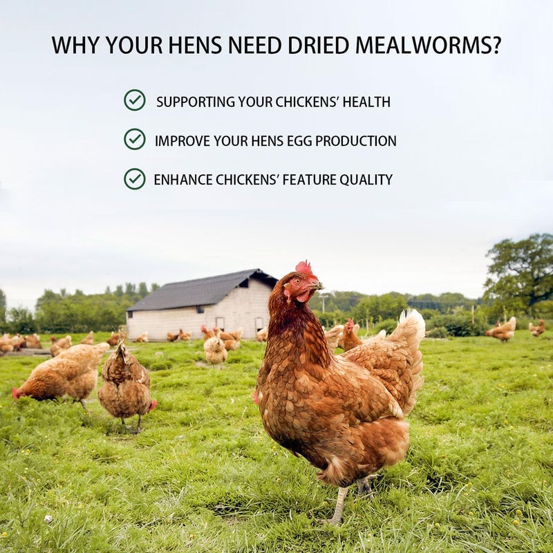 hatortpet Dried Mealworms 20LB Pure Natural Non-GMO Mealworms for Chickens High Protein Chickens Feed Meal Worms for Laying Hens Wild Birds - Image 5